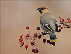 Bohemian Waxwing