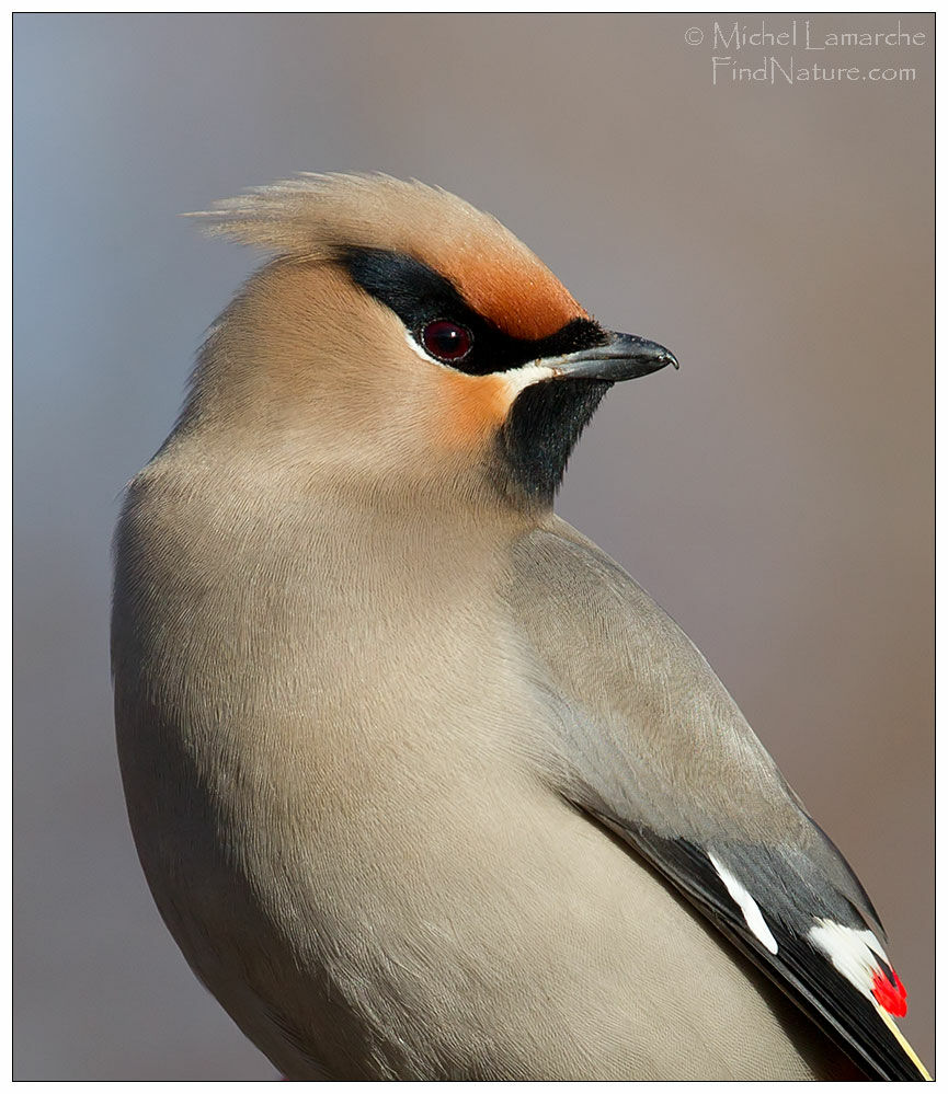 Bohemian Waxwing