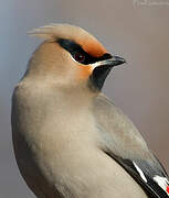 Bohemian Waxwing