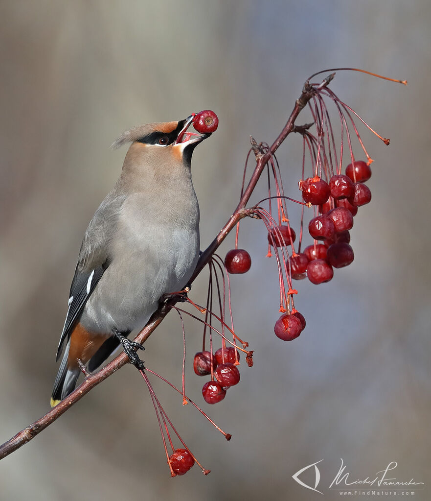 Bohemian Waxwing