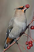 Bohemian Waxwing