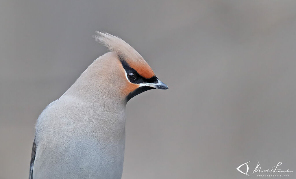 Bohemian Waxwing