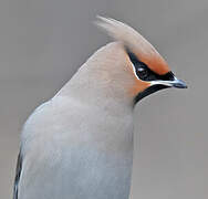 Bohemian Waxwing