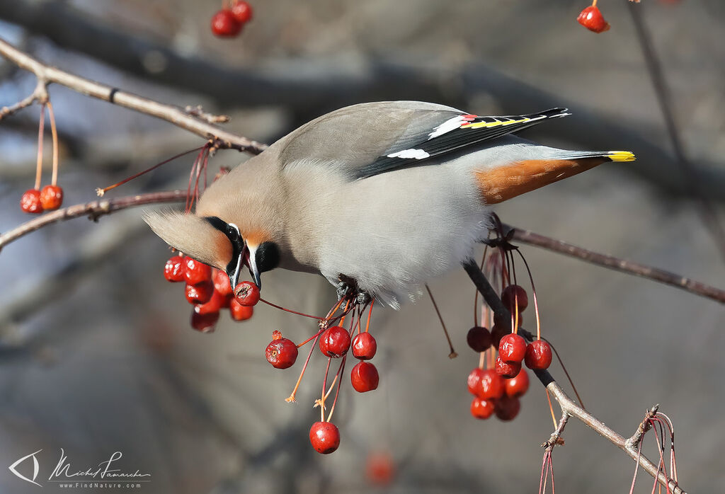 Bohemian Waxwing