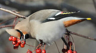 Bohemian Waxwing