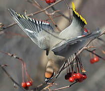 Bohemian Waxwing