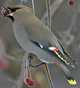 Bohemian Waxwing