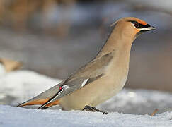 Bohemian Waxwing