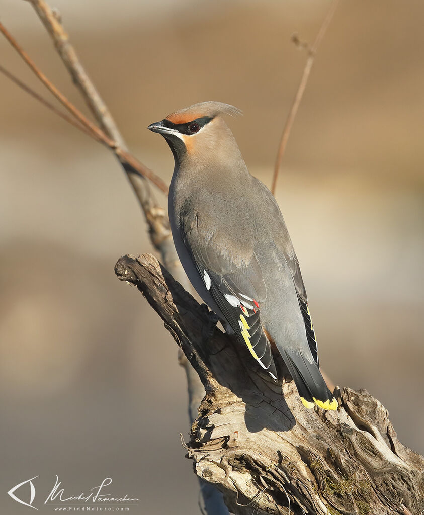 Bohemian Waxwing