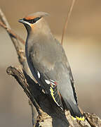 Bohemian Waxwing