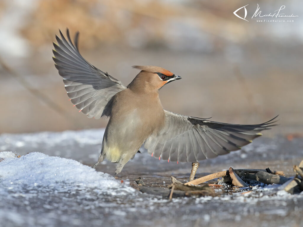 Bohemian Waxwing