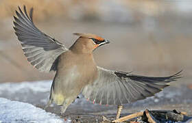 Bohemian Waxwing