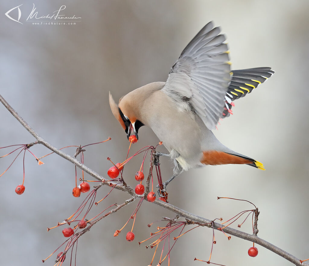 Bohemian Waxwing