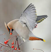 Bohemian Waxwing