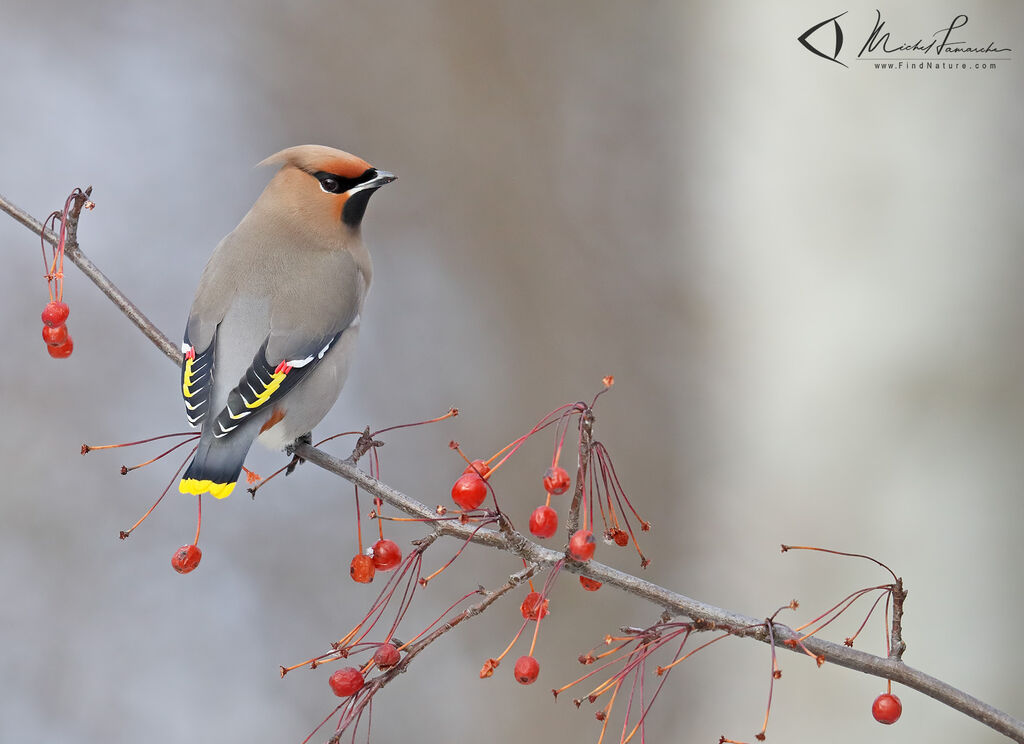 Bohemian Waxwing