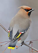 Bohemian Waxwing