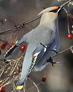 Bohemian Waxwing