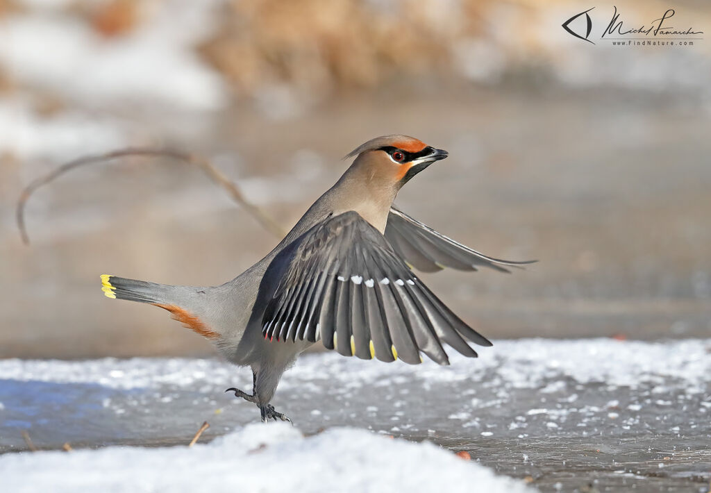 Bohemian Waxwing