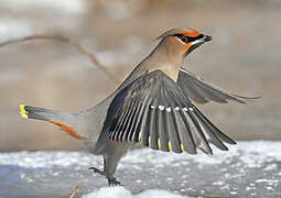 Bohemian Waxwing