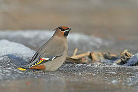 Bohemian Waxwing