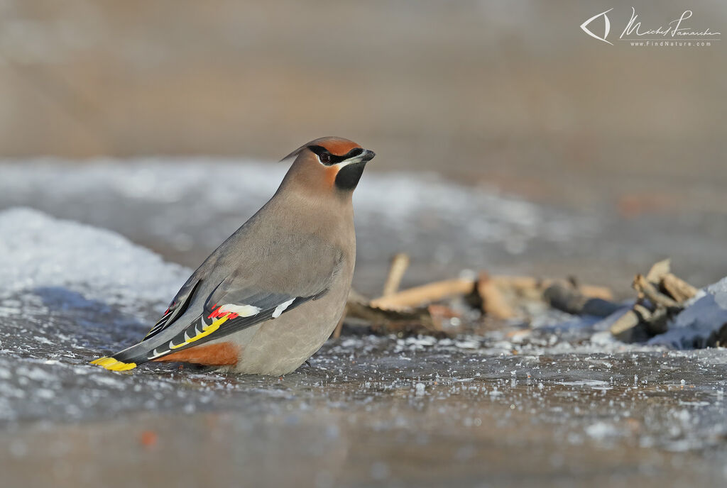 Bohemian Waxwing