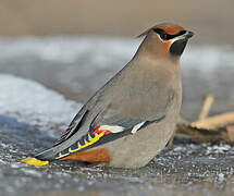 Bohemian Waxwing