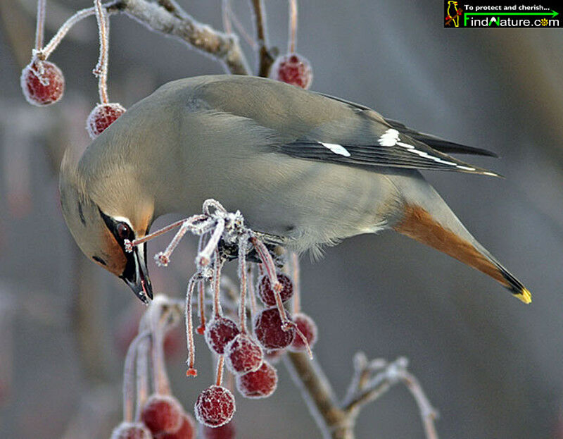 Bohemian Waxwing