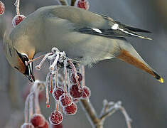 Bohemian Waxwing