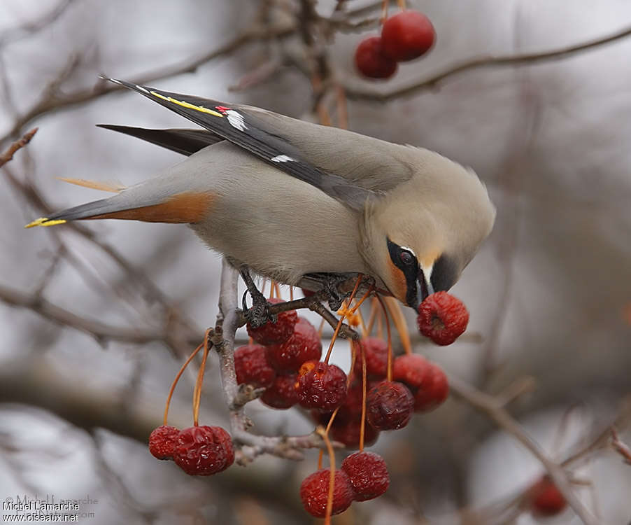 Bohemian Waxwingadult, feeding habits