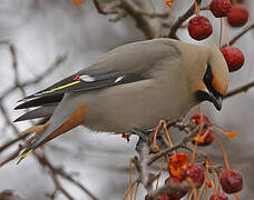 Bohemian Waxwing