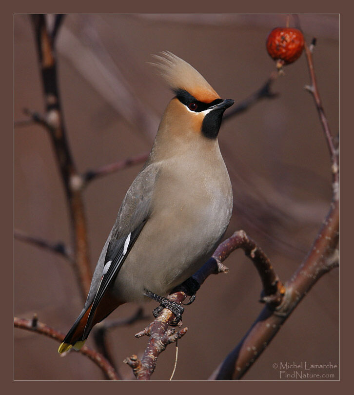 Bohemian Waxwing