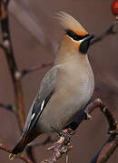 Bohemian Waxwing