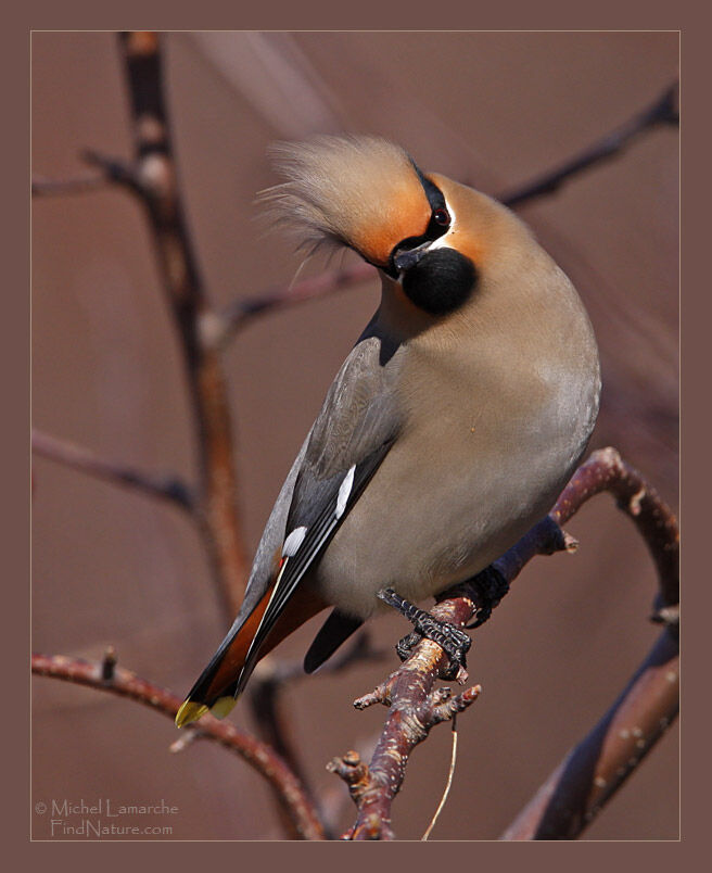 Bohemian Waxwing