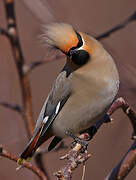 Bohemian Waxwing