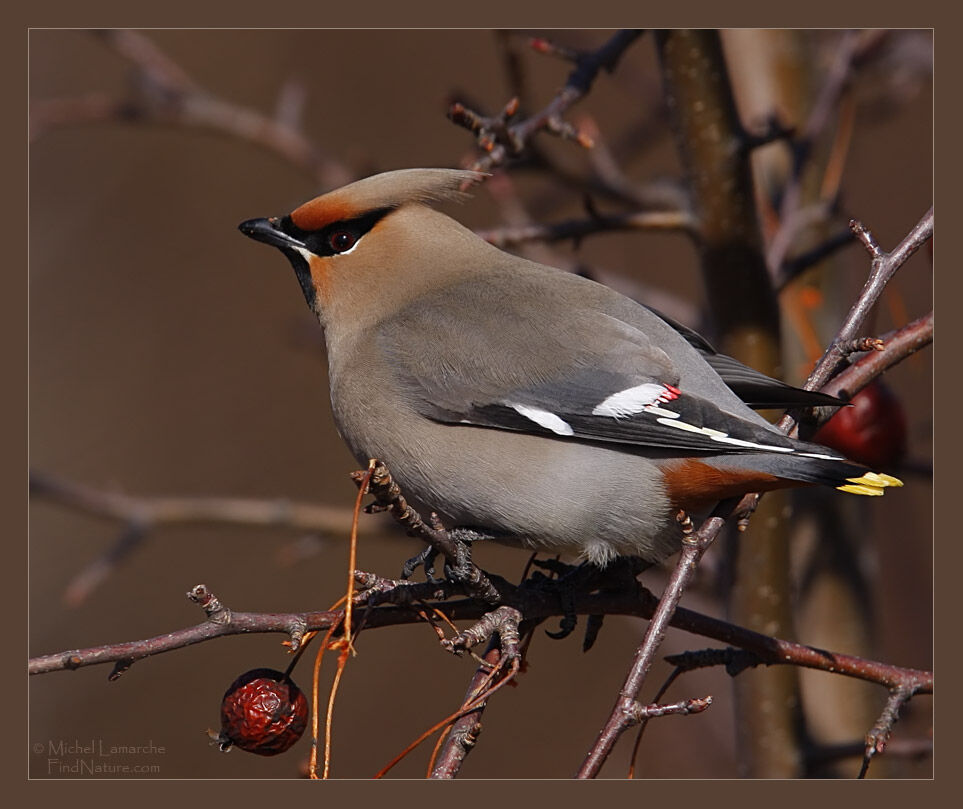 Bohemian Waxwing