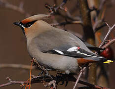 Bohemian Waxwing