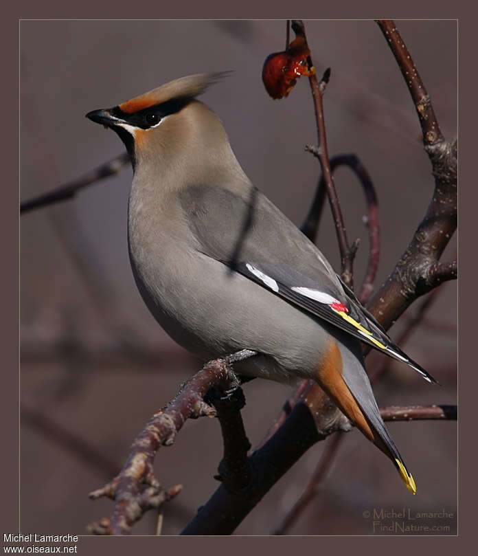 Bohemian Waxwingadult, identification