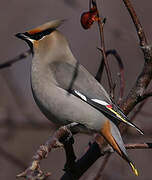 Bohemian Waxwing