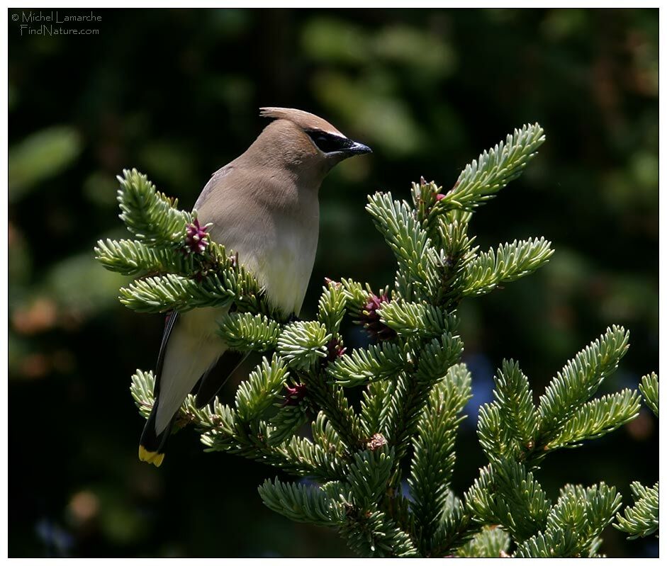 Cedar Waxwing