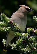 Cedar Waxwing