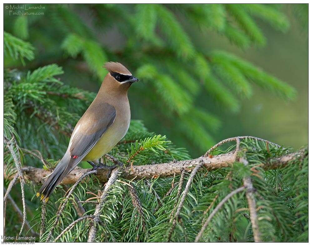 Cedar Waxwingadult, habitat, pigmentation