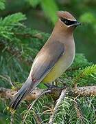 Cedar Waxwing