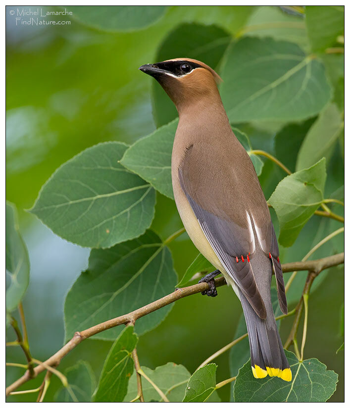 Cedar Waxwing