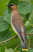 Cedar Waxwing