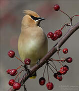 Cedar Waxwing