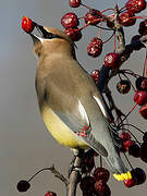 Cedar Waxwing