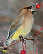 Cedar Waxwing