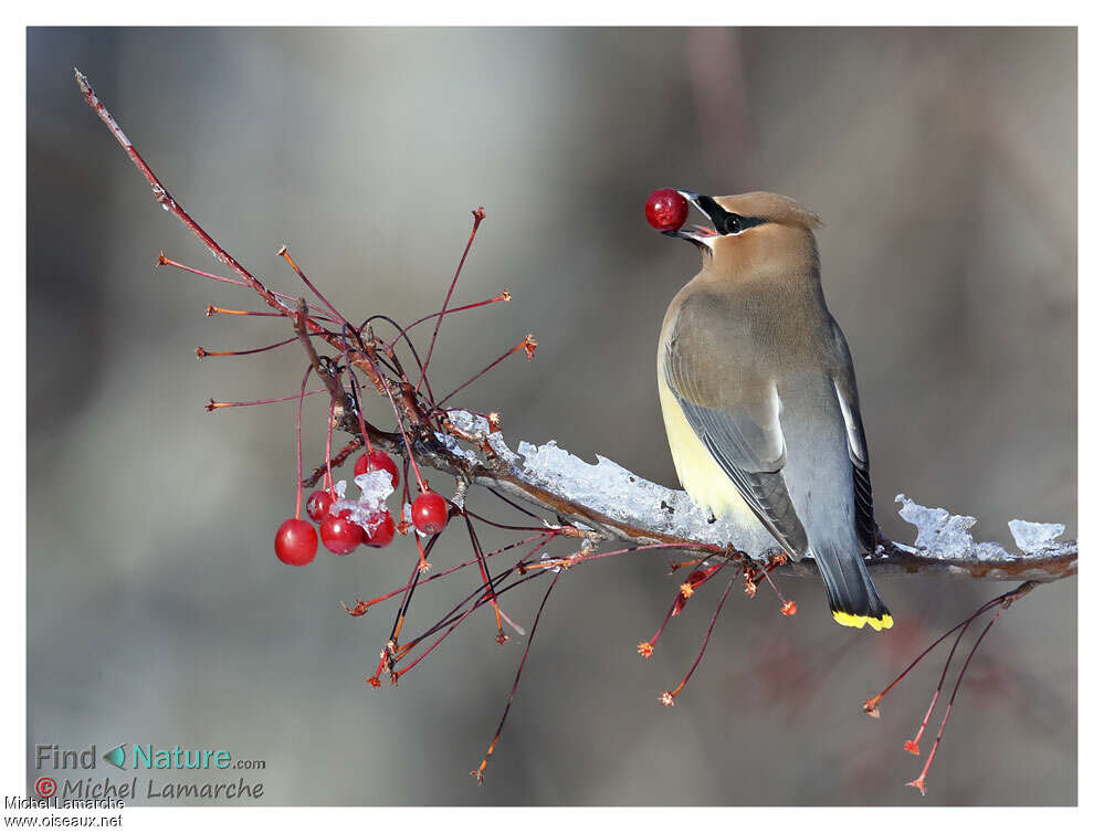 Cedar Waxwingadult, feeding habits