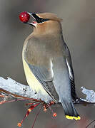 Cedar Waxwing