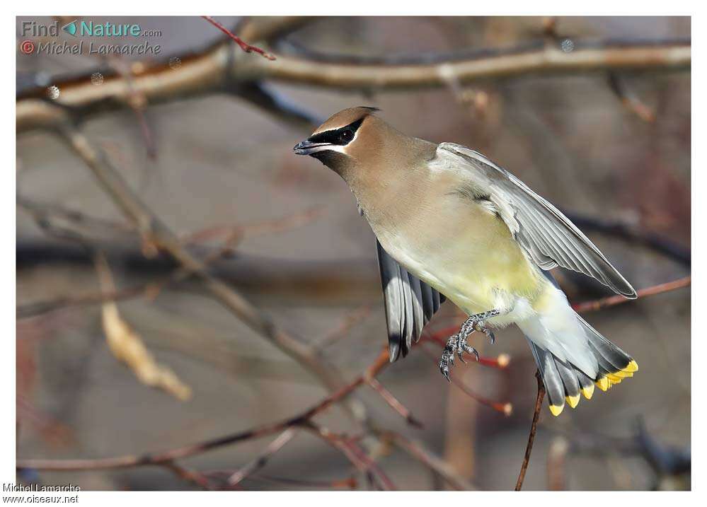 Cedar Waxwingadult, aspect, pigmentation, Flight